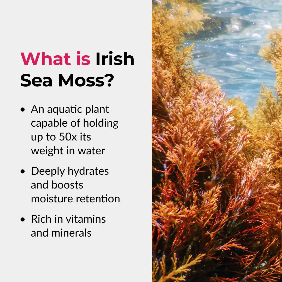 Irish sea moss with text explaining its properties