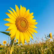 SUNFLOWER OIL