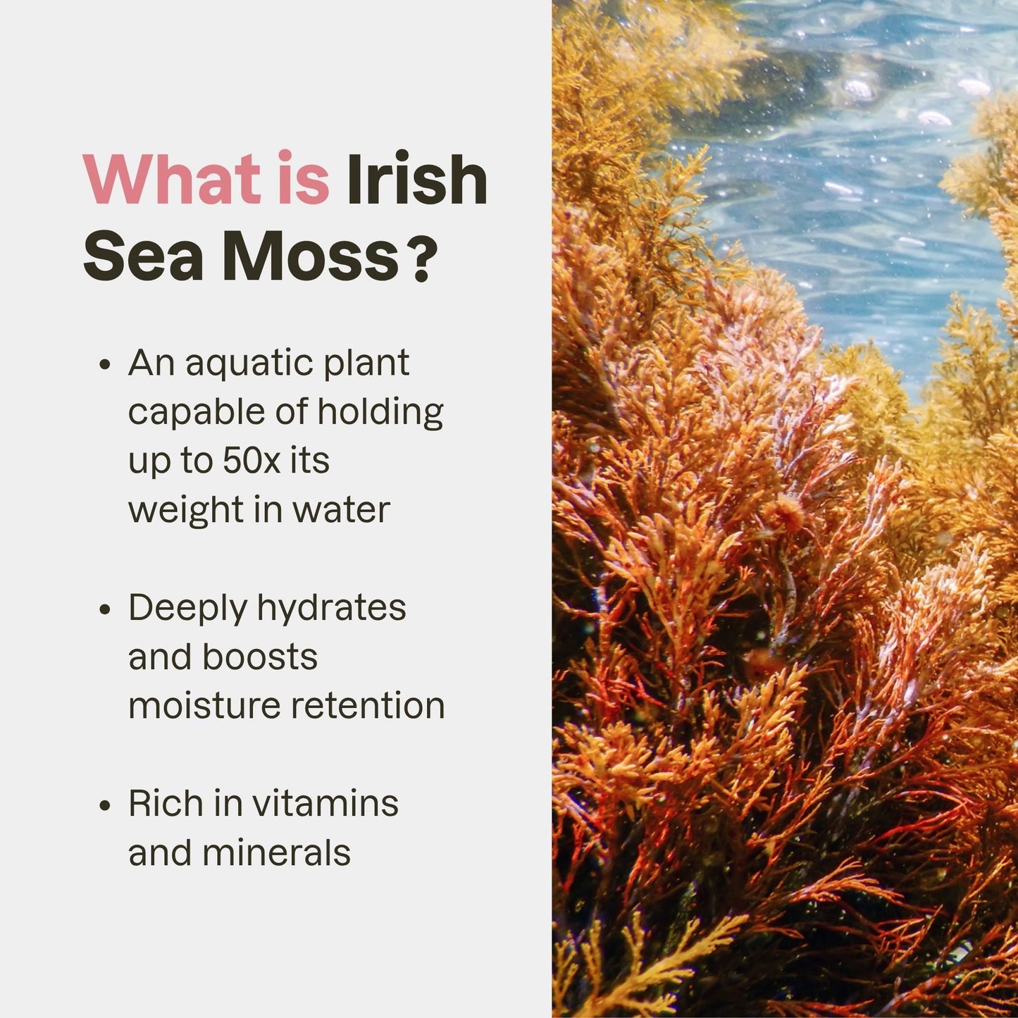 Irish Sea Moss Gel