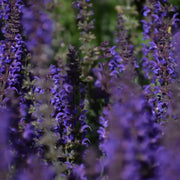BLIE VERVAIN