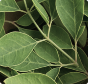 MORINGA OIL