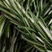 ROSEMARY OIL