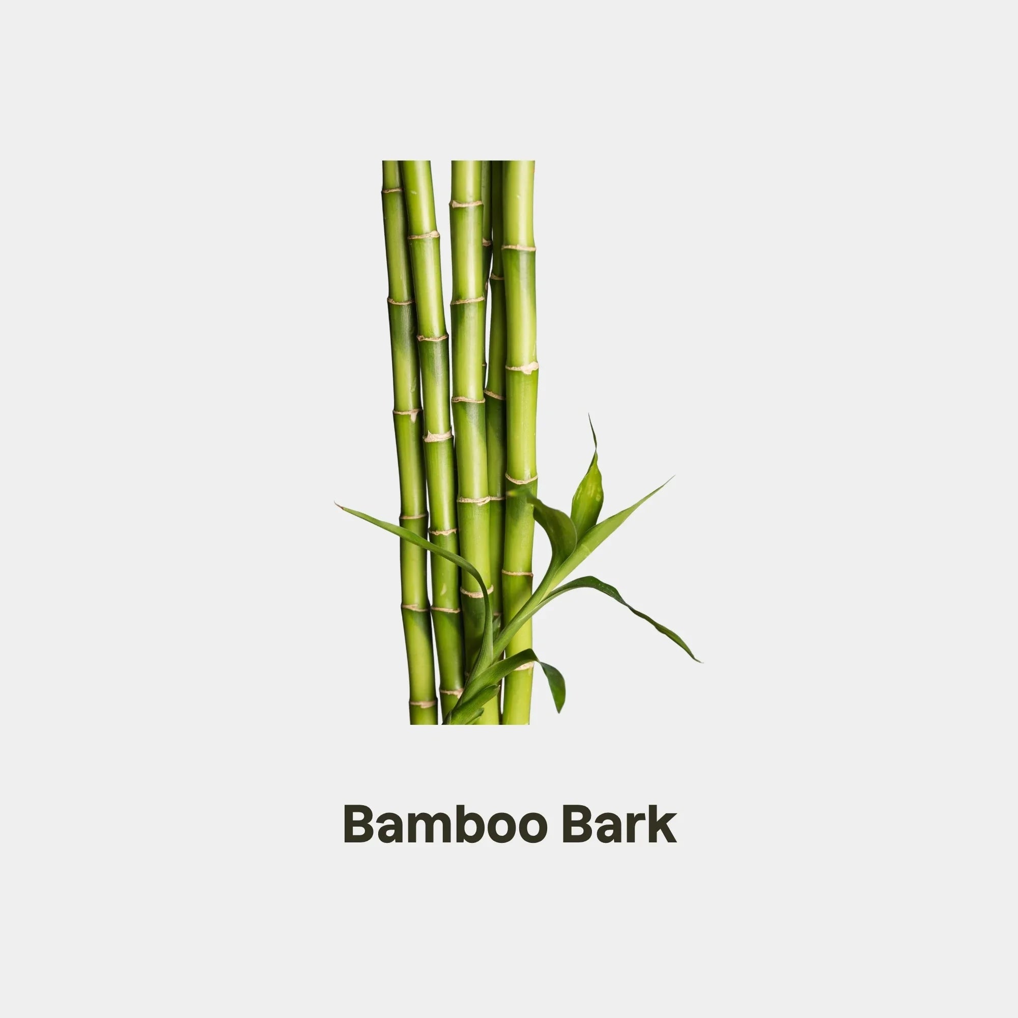 bamboo-bark.webp
